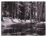 Forest and Stream, Lyell Fork of the Merced River, Yosemite National Park, California