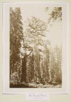 The Grizzly Giant, Mariposa Grove