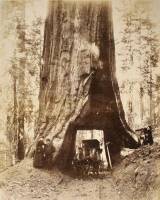 "Wawona" - 28 feet diameter, 275 feet high - Mariposa Grove