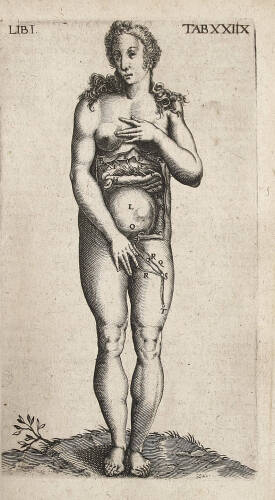Theatrum Anatomicum