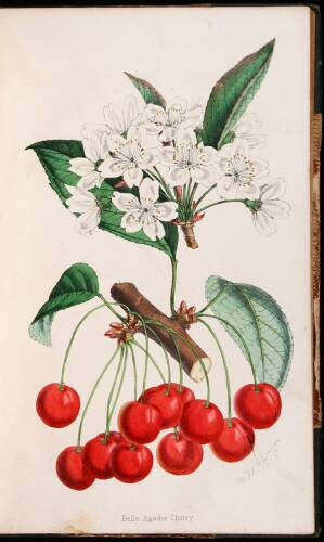 The Florist and Pomologist: A Pictorial Monthly Magazine of Flowers, Fruits, and General Horticulture, 1863