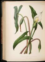 The Native Flowers and Ferns of the United States