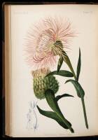 The Native Flowers and Ferns of the United States in their Botanical, Horticultural, and Popular Aspects
