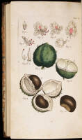 An Illustration of the Sexual System of Linnaeus