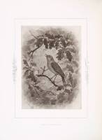 Natural History and Antiquities of Selbourne