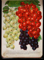 Fruits, Trees, and Flowers – Set of 2 trade catalogues
