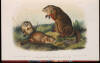 The Quadrupeds of North America - 6