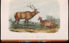 The Quadrupeds of North America - 9