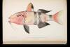 The Aquatic Resources of the Hawaiian Islands - 3