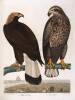 American Ornithology; Or The Natural History of the Birds of the United States