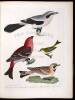 American Ornithology; Or The Natural History of the Birds of the United States - 2