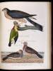 American Ornithology; Or The Natural History of the Birds of the United States - 6