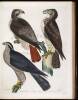 American Ornithology; Or The Natural History of the Birds of the United States - 7