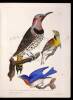 American Ornithology; Or The Natural History of the Birds of the United States - 13