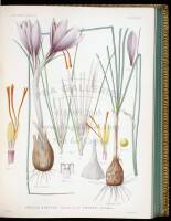 A Monograph of the Genus Crocus