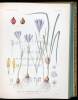 A Monograph of the Genus Crocus - 2