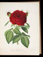 The Rose Garden