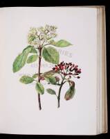 British Flowering Plants