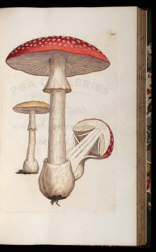 Coloured Figures of English Fungi or Mushrooms