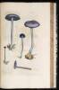 Coloured Figures of English Fungi or Mushrooms - 3