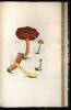 Coloured Figures of English Fungi or Mushrooms - 11