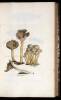 Coloured Figures of English Fungi or Mushrooms - 13