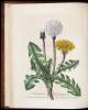 Medical Botany, containing Systematic and General Descriptions, with plates, of all the medicinal plants, indigenous and exotic, comprehended in the catalogues of the materia medica, as published by the Royal Colleges of Physicians of London and Edinburgh - 6