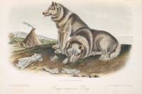 The Quadrupeds of North America