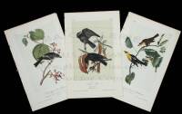 22 prints from the Royal Octavo edition of Audubon's Birds of America