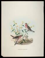 Group of 5 hand-colored lithographs of various birds by Daniel Giraud Elliot