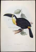 Ramphastos Osculans (Osculant Toucan )