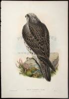 Group of Four Hand-colored Lithographs of Birds of Prey, after Gould