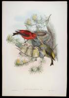 Group of 4 Hand-Colored Lithographs of Birds, after Gould