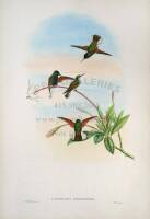 Group of 3 Hand Colored Lithographs of Hummingbirds after Gould