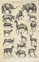 General Natural History: Or, New and Accurate Descriptions of the Animals, Vegetables, and Minerals, Of the Different Parts of the World...