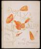Polly's Lion: A California Story for Children