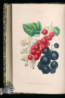 The Orchard: Including the Management of Wall and Standard Fruit Trees, and the Forcing Pit
