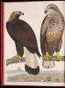 American Ornithology; or, The Natural History of the Birds of the United States - 3