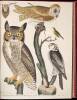 American Ornithology; or, The Natural History of the Birds of the United States - 4