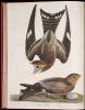 American Ornithology; or, The Natural History of the Birds of the United States - 5