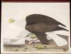 American Ornithology; or, The Natural History of the Birds of the United States - 6