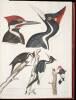 American Ornithology; or, The Natural History of the Birds of the United States - 8