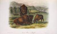 The Quadrupeds of North America