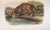 The Quadrupeds of North America - 2