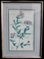 Hand colored engraving of Lonicera Periclymenum (European Honeysuckle)