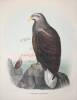 10 hand colored lithographs of various birds by Daniel Giraud Elliot