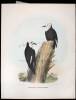 10 hand colored lithographs of various birds by Daniel Giraud Elliot - 2