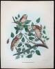 10 hand colored lithographs of various birds by Daniel Giraud Elliot - 3