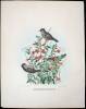 10 hand colored lithographs of various birds by Daniel Giraud Elliot - 4
