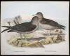 10 hand colored lithographs of various birds by Daniel Giraud Elliot - 5